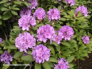 Rhododendron hybrid - lavender